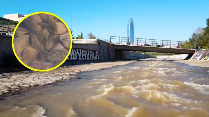Vuelven los peces al río Mapocho: Proyecto que saneó las aguas cumple 15 años