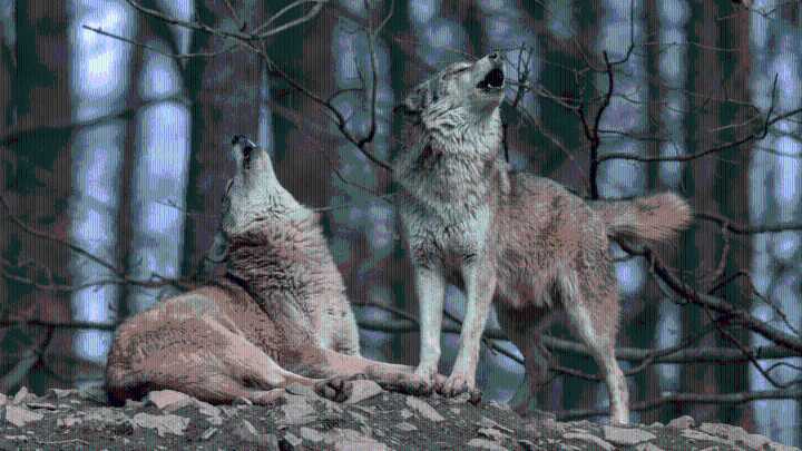 Wild Wolves Might Be Using Tools Now