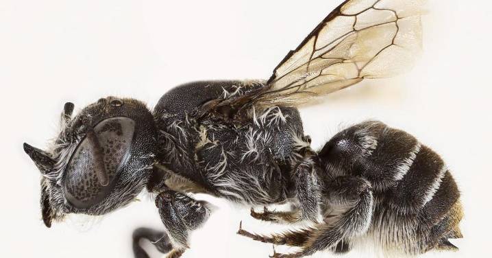 Descubren una nueva especie de abeja con "cuernos demoníacos" en Australia