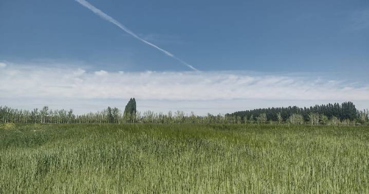 Remediación de suelos: la alfalfa gana protagonismo en la Patagonia Norte