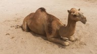 En Kenia, los camellos reemplazan a las vacas: una resp...