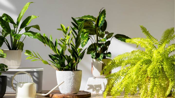 Ni hortensias ni begonias: las 5 plantas resistentes al calor que podés tener en tu habitación para el verano