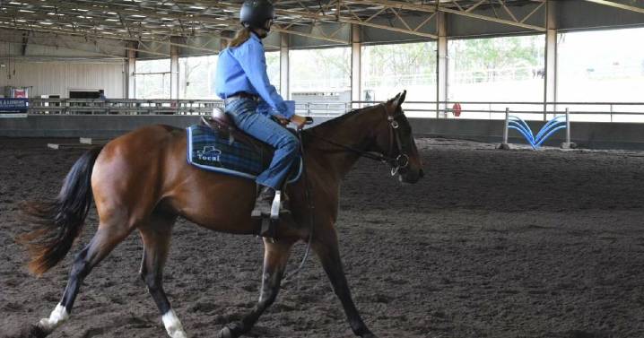 Tocal College stock horses fetch $168k at auction