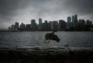Heavy rain coming for parts of B.C.’s south coast: Environment Canada