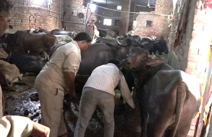 Explainer: Why shifting dairies away from Rohtak city is crucial