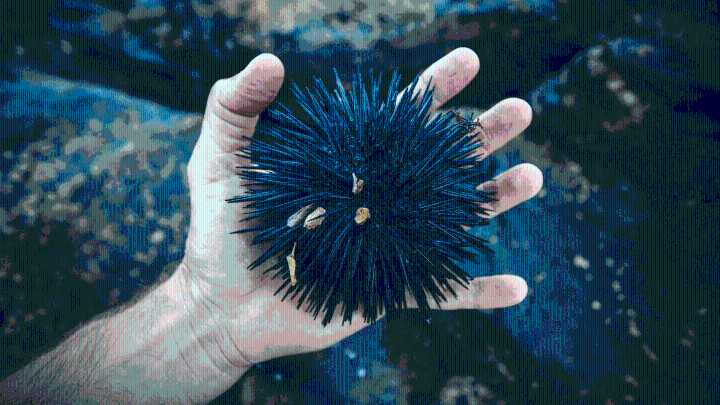 Scientists Say Sea Urchins Are Basically Brains With Spikes