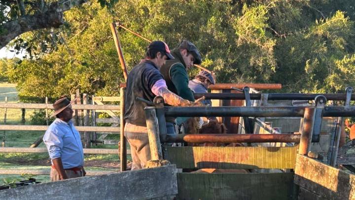 Resistencia antimicrobiana. Un problema que no distingue fronteras ni especies