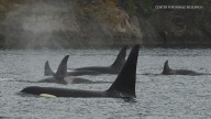 Orca calf believed dead weeks after birth to first