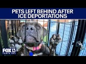 Pets left behind after deportations