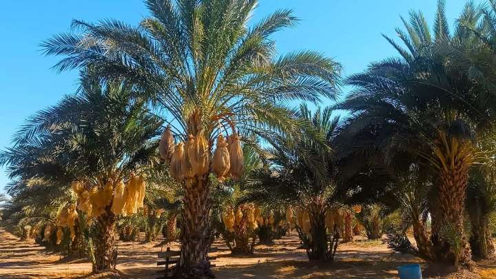 Invitan al festival de palma datilera