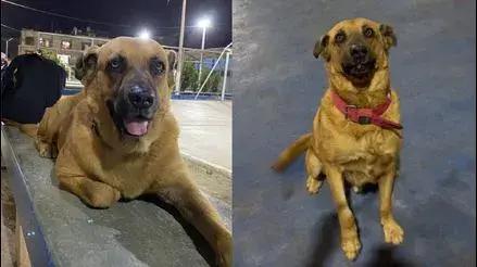 La Libertad: familia busca a perrito de 11 años que desapareció tras salir de su vivienda