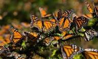 Miles de mariposas monarca llegan a México para su hibernación