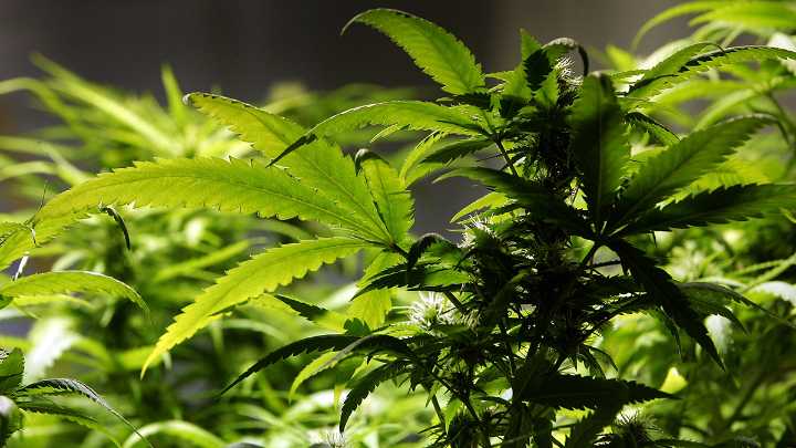 Mass. could raise marijuana legal possession limit