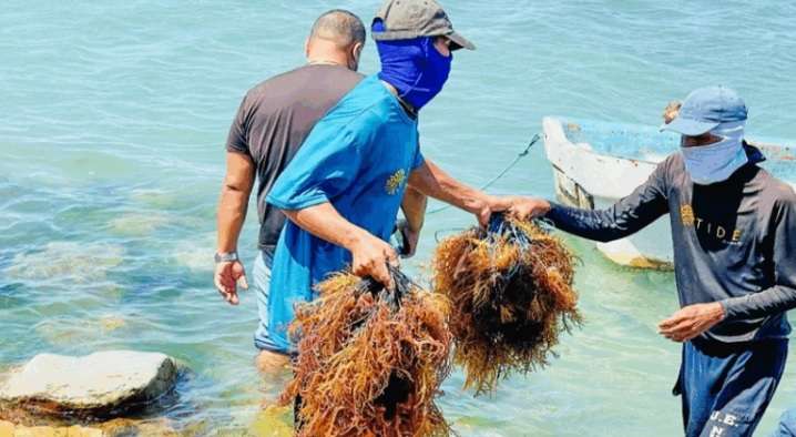 Impulsan cultivo y exportación de algas marinas
