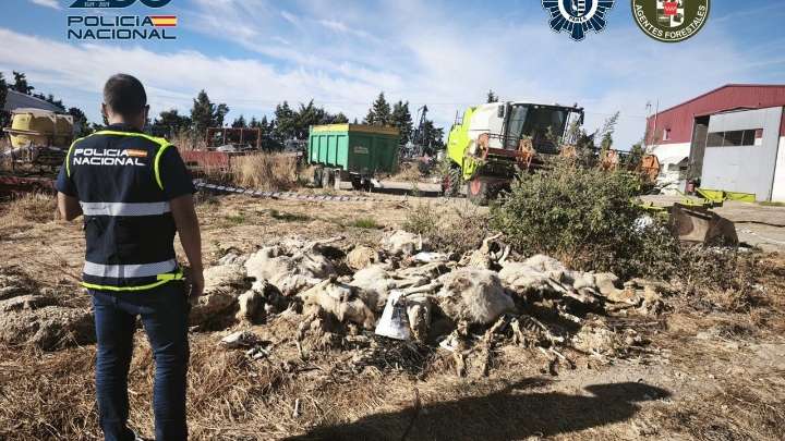 Detenido en Parla acusado de matar a 50 ovejas y maltratar a varias decenas más