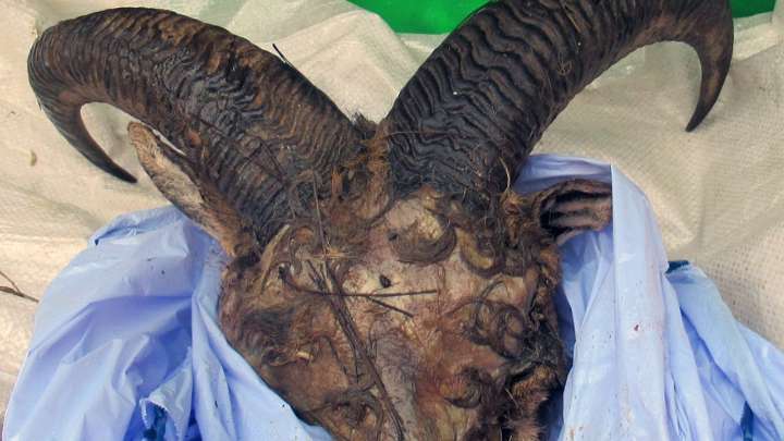 Esta es la primera comunidad en contar con una estrategia contra la caza furtiva