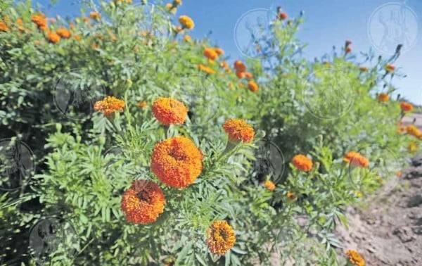 Se queda cempasúchil en el camino hacia EU