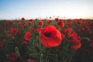 HEATHER KLEIN: Equality means one poppy for all