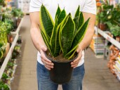 Para qué sirve poner una cinta roja en la lengua de suegra o "sansevieria" y por qué recomiendan hacerlo