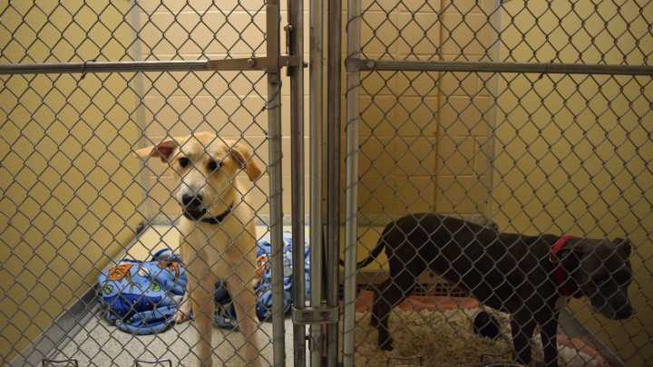 Sioux Falls humane society pauses dog adoptions and surrenders