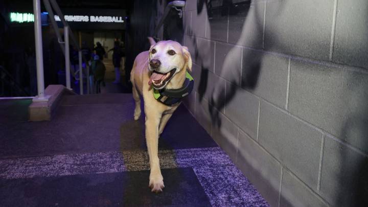Josh Naylor credits clubhouse dog for easing Mariners trade