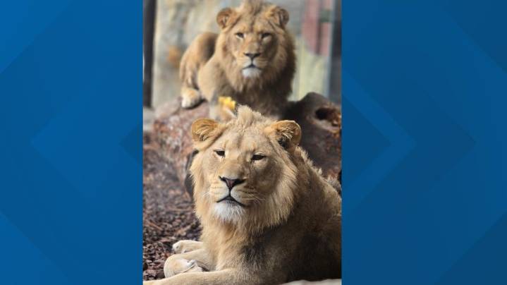 We're not lying, a pair of lions are heading to Riverbanks Zoo
