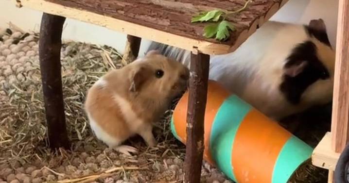 'Traumatised' woman claims pets at home gave her pregnant guinea pig