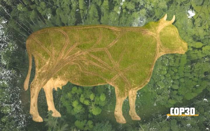 COP30 | Ganadería y soya causaron deforestación de 8.6 millones de hectáreas en Amazonía: WWF