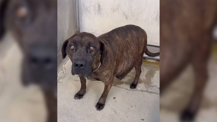 California Shelter Pup Overcomes Fear And Trauma To Care For Her 12 Babies In Foster Care