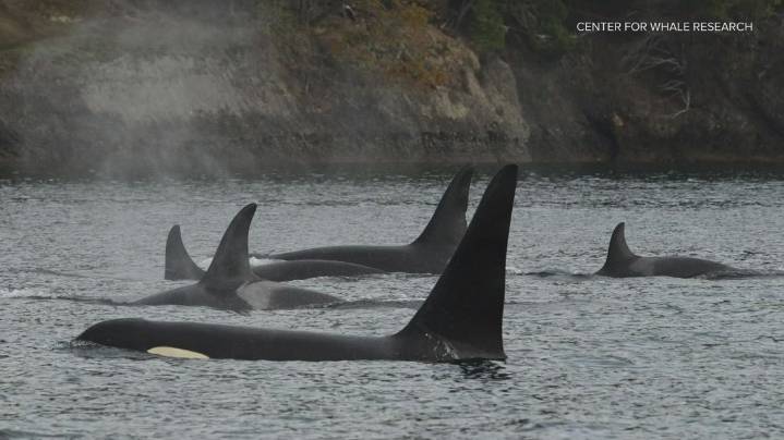 Orca calf believed dead weeks after birth to first-time mother in endangered southern resident pod