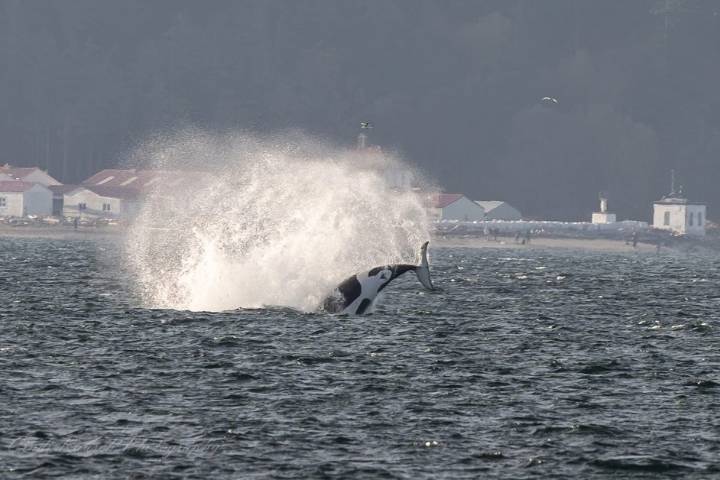 Rare orca superpod comes to Seattle