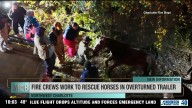 Fire crews work to rescue horses in overturned trailer
