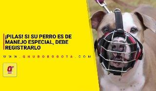 Propietarios de perros de manejo especial deberán registrarlos ante las alcaldías locales. Le contamos cómo.
