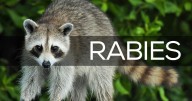 Georgia man bitten by rabid raccoon while attempting to 'rescue' it