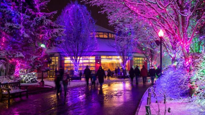 Wildlights returns to Columbus Zoo and Aquarium for 37th year