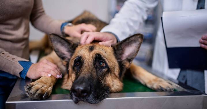 Vet shares 6 simple things pet owners can do to slash vet bills