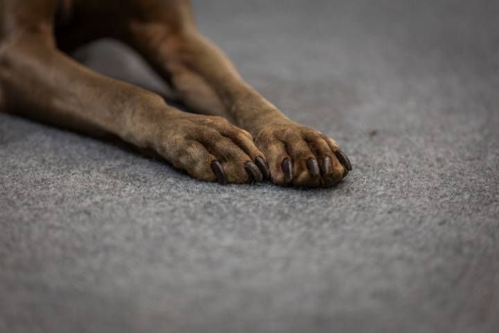 How do you stay safe around reactive dogs?