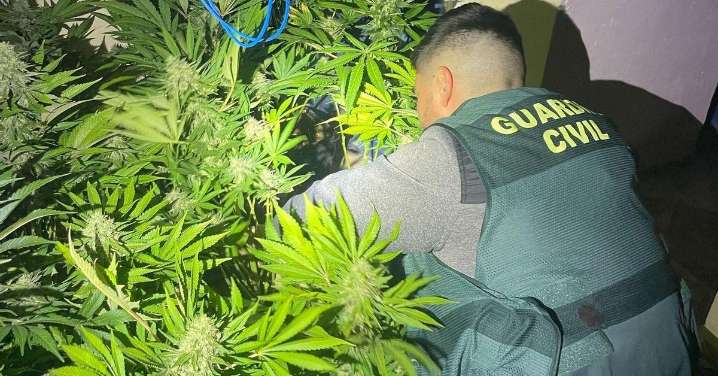 La provincia de Granada fue la segunda de España con más plantas de cannabis incautadas en 2024