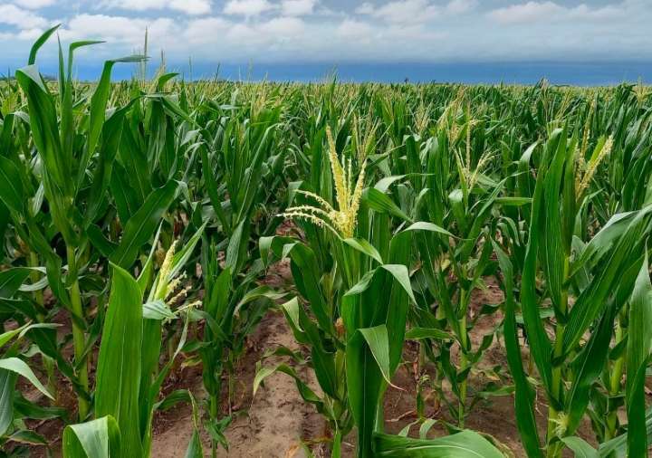 El agro en alerta, entre el alivio y la preocupación: así impactarán las tormentas del fin de semana en los cultivos