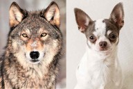 Detectable Wolf DNA in Two-Thirds of Dog Breeds, Including Chihuahuas, Study Reveals
