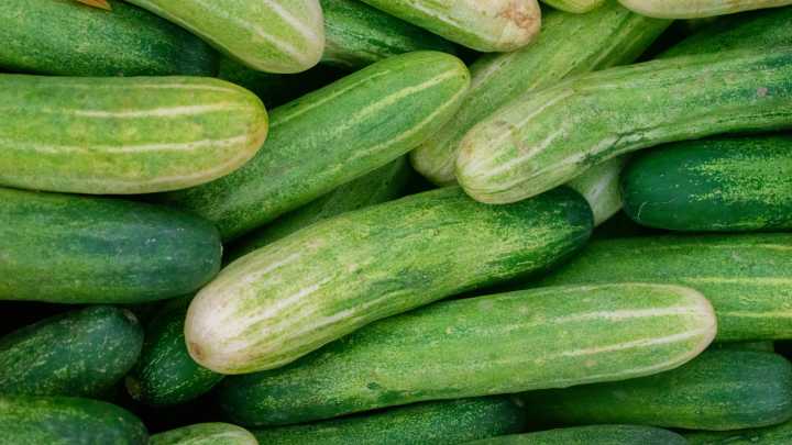 Yes, Cucumbers Used To Look Way Different Than They Do Now