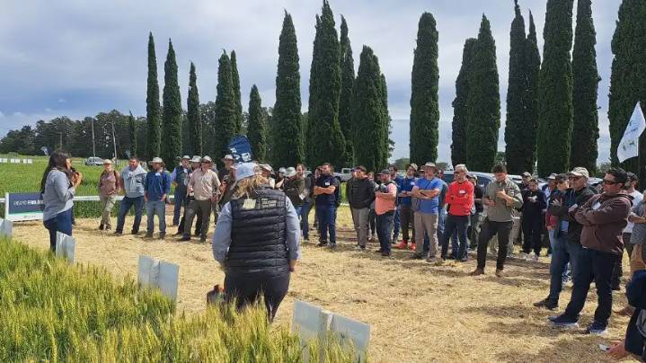 Estrategia multiespecie: el nuevo modelo de rentabilidad en cultivos de invierno