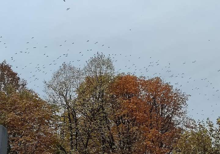 ¿Por qué se ven ahora en León los grandes bandos de estorninos?