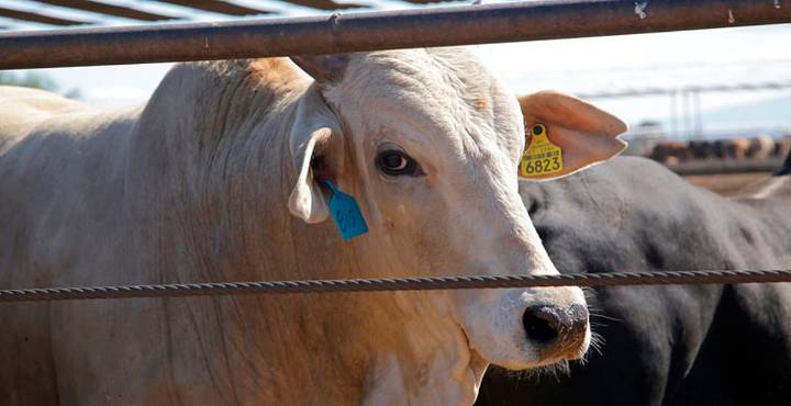 Gusano barrenador: Gobierno busca reforzar vigilancia sanitaria en regiones ganaderas