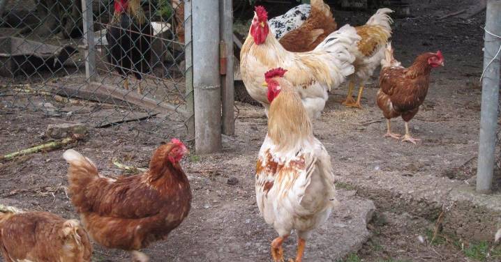 Confinadas desde este lunes las aves de corral en 47 pueblos de Salamanca para no propagar la gripe aviar