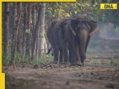 CITES highlights high standards at Vantara and strong Indian regulations