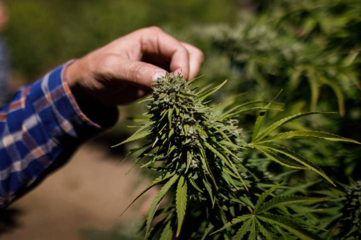 Santa Cruz County supervisors roundup: Cannabis tax, vector control assessment and tourism update