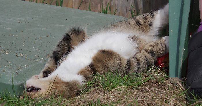 Our And Our Neighbor’s Cats Found Catnip And Cat.exe Stopped Functioning (30 Pics)