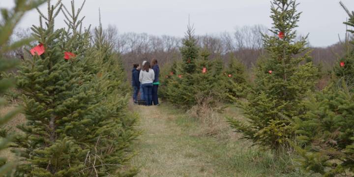 Some Missourians choosing real Christmas trees as artificial tree prices rise due to tariffs