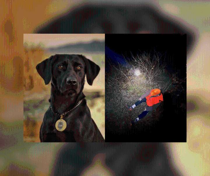 Arkansas Game and Fish Commission K9 tracks down missing hunter in Ouachita County